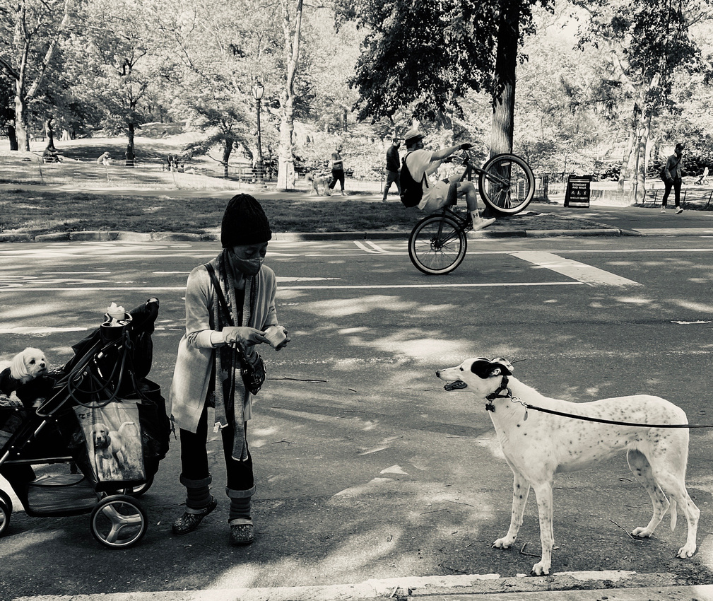 Bicycle, Central Park